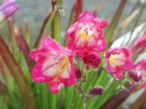 園芸ナビ 花と野菜の育て方