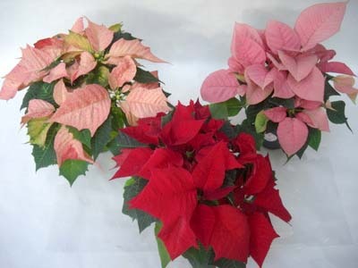 Garden poinsettia.jpg