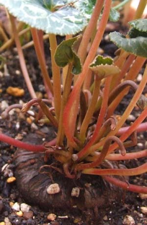 Gardencyclamen-haname.jpg