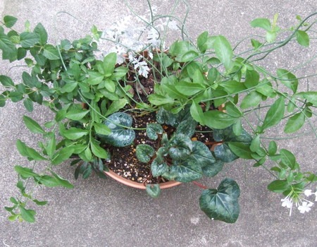 Gardencyclamen.jpg