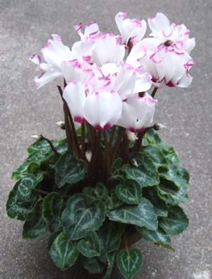 Gardencyclamen01.JPG