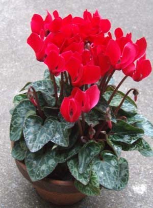 Gardencyclamen02.JPG