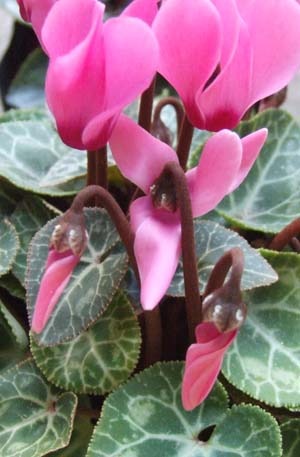 Gardencyclamen2.jpg