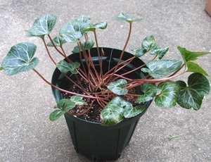 Gardencyclamen (2).jpg