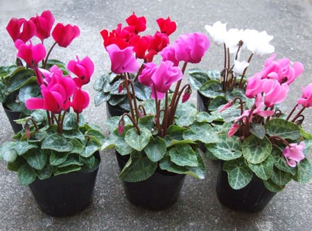 Gardencyclamen (8).jpg