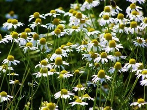 German chamomile (2).jpg