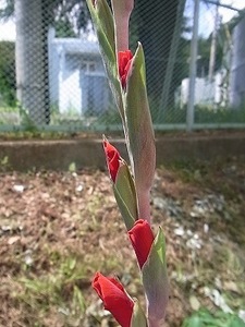 Gladiolus.jpg