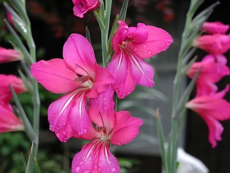 Gladiolus011.jpg