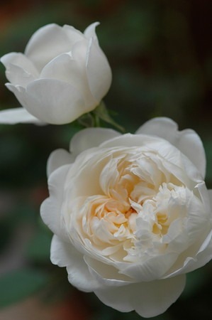 Glamis Castle.jpg