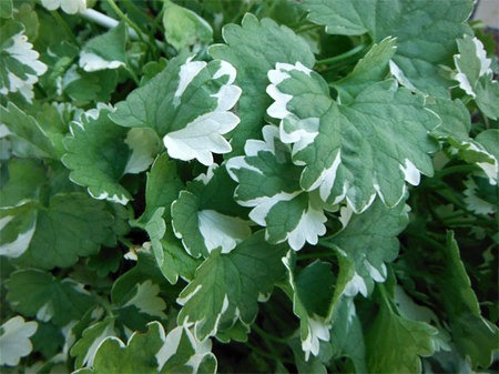 Glechoma hederacea (1).jpg