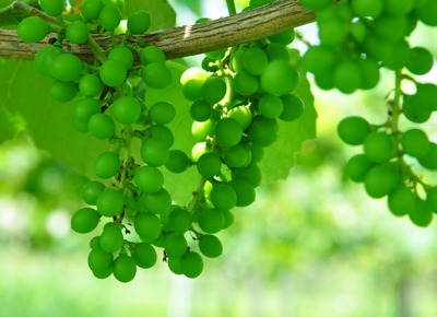 Grape.jpg