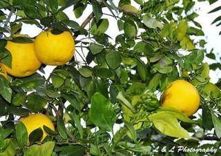 果樹の関連記事 園芸ナビ 花と野菜の育て方