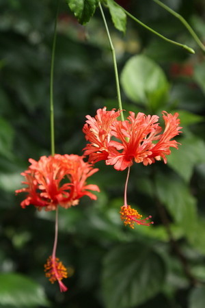 H. schizopetalus.jpg