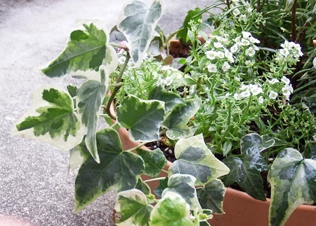 Hedera.jpg