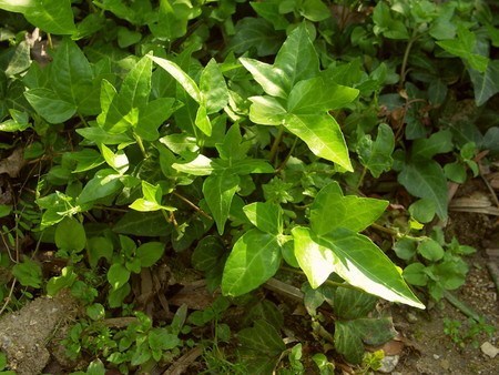 Hedera L..jpg
