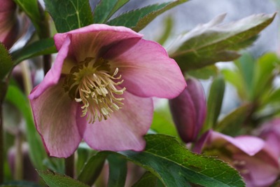 Helleborus20(1).jpg