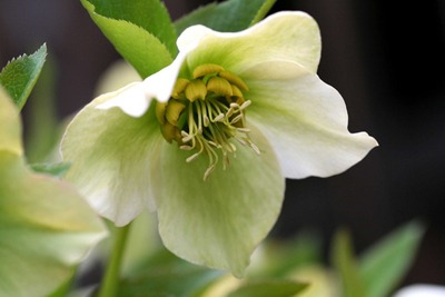 Helleborus new.jpg