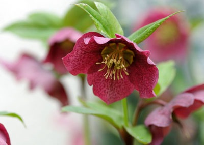 Helleborus new (3).jpg