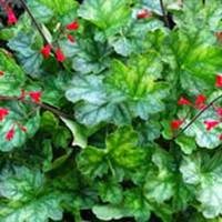 Heuchera1.jpg