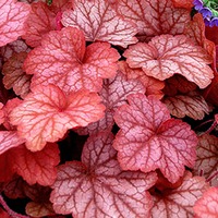 Heuchera2.jpg
