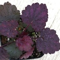 Heuchera4.jpg