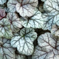 Heuchera5.jpg