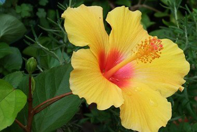 Hibiscus.jpg