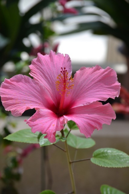 Hibiscus.jpg