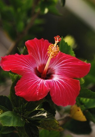 Hibiscus.jpg