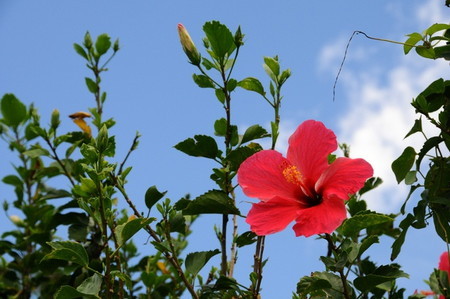 Hibiscus.jpg