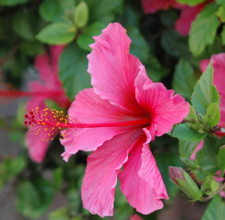 Hibiscus.jpg