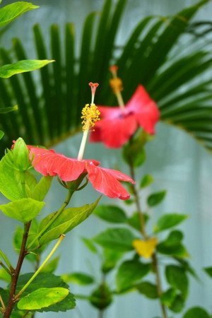Hibiscus-new2001.jpg