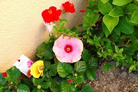 Hibiscus-new2003.jpg