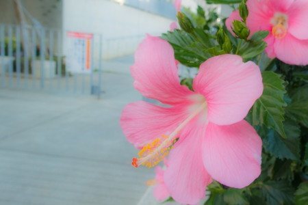 Hibiscus-new2004.jpg