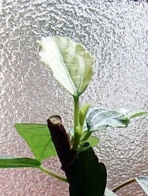Hibiscus.JPG