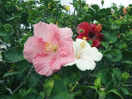 Hibiscus001.jpg