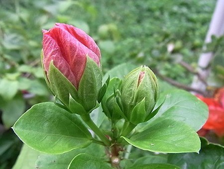 Hibiscus001.jpg