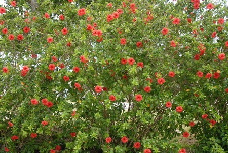 Hibiscus001.jpg