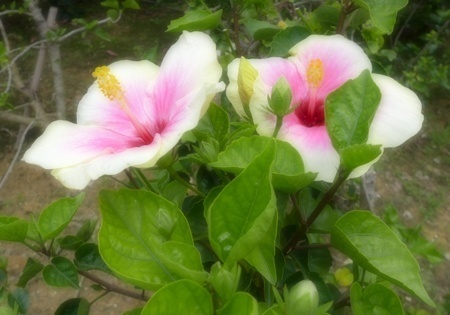 Hibiscus001.jpg
