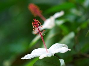 Hibiscus001.jpg