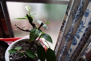 Hibiscus001 (2).jpg