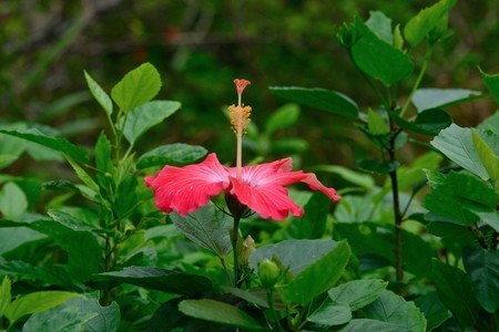 Hibiscus002.jpg
