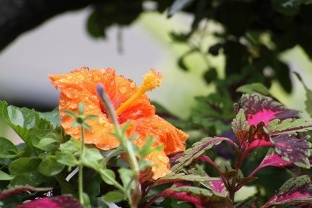Hibiscus002.jpg