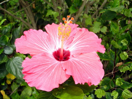 Hibiscus003.jpg