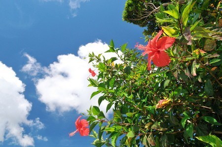 Hibiscus003.jpg