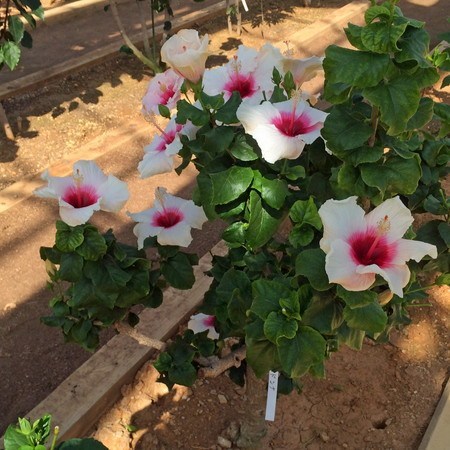 Hibiscus003.jpg