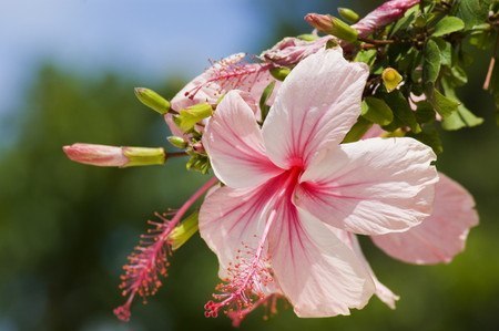 Hibiscus003.jpg