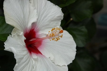 Hibiscus003 (6).jpg