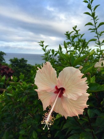 Hibiscus004.jpg