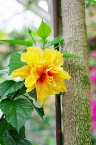 Hibiscus004.jpg